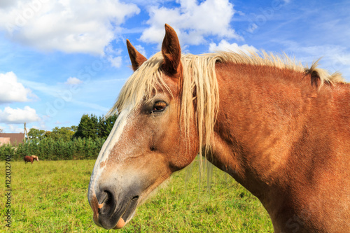 Draught-horse in pasture