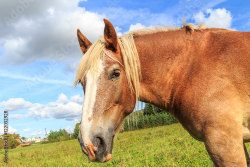 Draught-horse in pasture