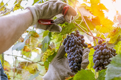фотографія wine grower picking grapes or doing the harvesting in vineyard close up as sun s