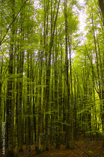 Georgian forest landscape in Samegrelo. Green tall trees landscape background.