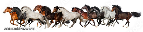 Horse herd run gallop isolated on white background