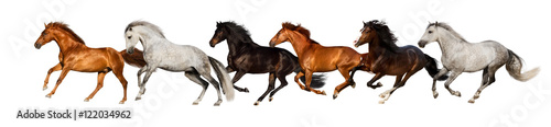 Horse herd run gallop isolated on white background © callipso88