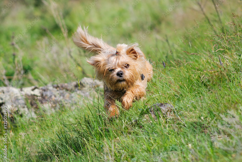 Running dog/Yorkshire Terrier running on the field Running dog/Yorkshire Terrier running on the field