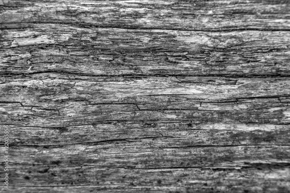 Texture of an old, wooden board. Black-and-white Texture of an old, wooden board. Black-and-white