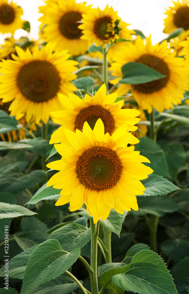Obraz premium Field with sunflowers
