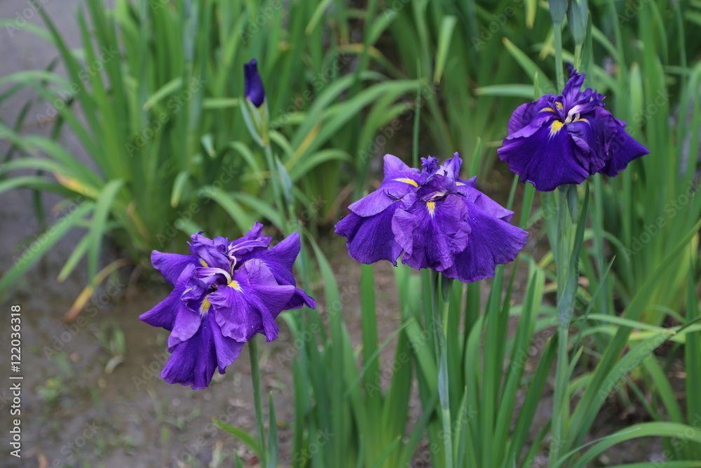 花菖蒲 花菖蒲