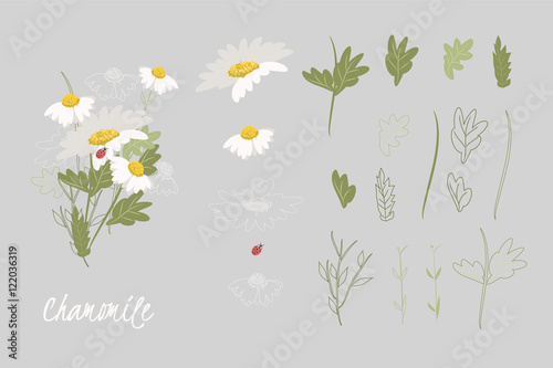 Greeting card Spring chamomile flower