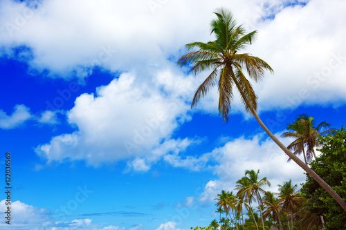 Palm trees and blue sky .