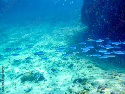 Fish trip in Seychelles underwater