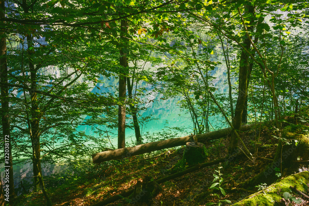 Colorful water of Obersee lake through thicket Colorful water of Obersee lake through thicket