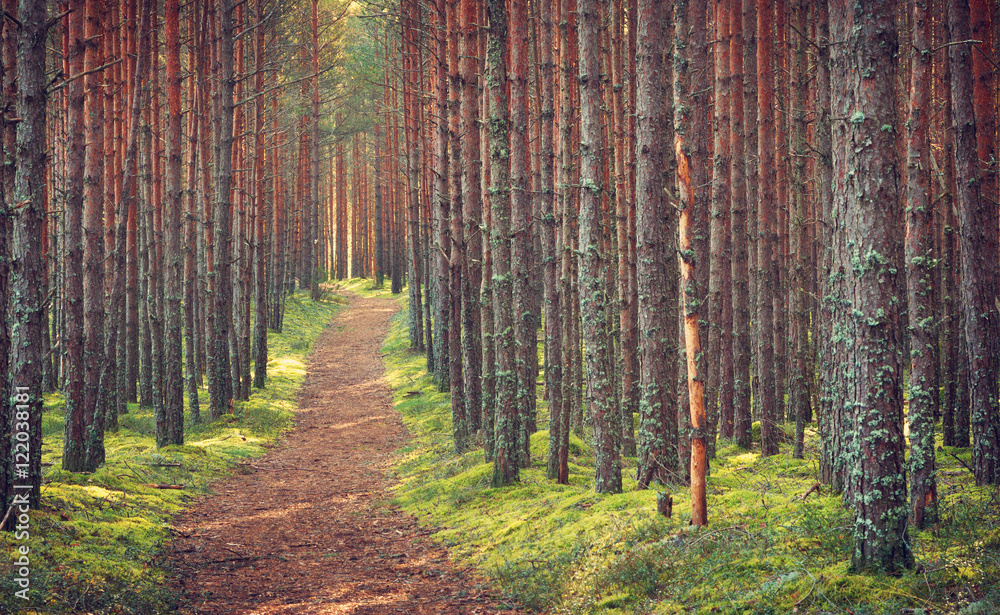 Obraz premium Lahemaa national park forest in september. Pine tree woods in early morning with path going throuhg