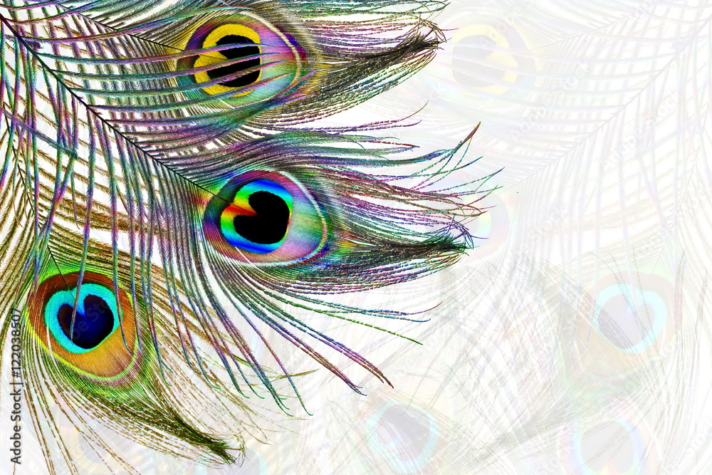 Obraz premium Beautiful peacock feathers as background with text copy space
