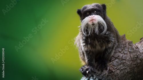 Canvas Print Emperor Tamarin with Big Fu Manchu