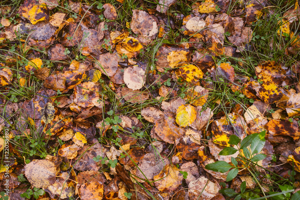Top view of a wet autumn leaves Top view of a wet autumn leaves