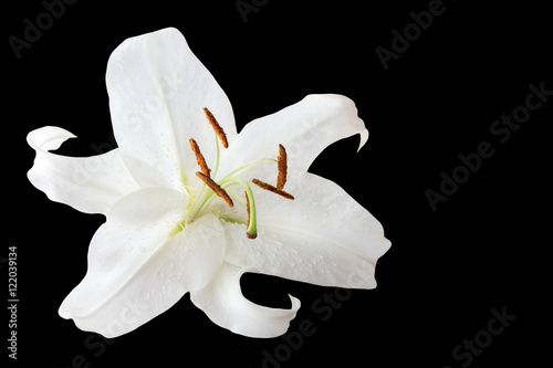 Fototapeta Naklejka Na Ścianę i Meble -  White lily and black background