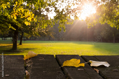 Leaves, park, early fall