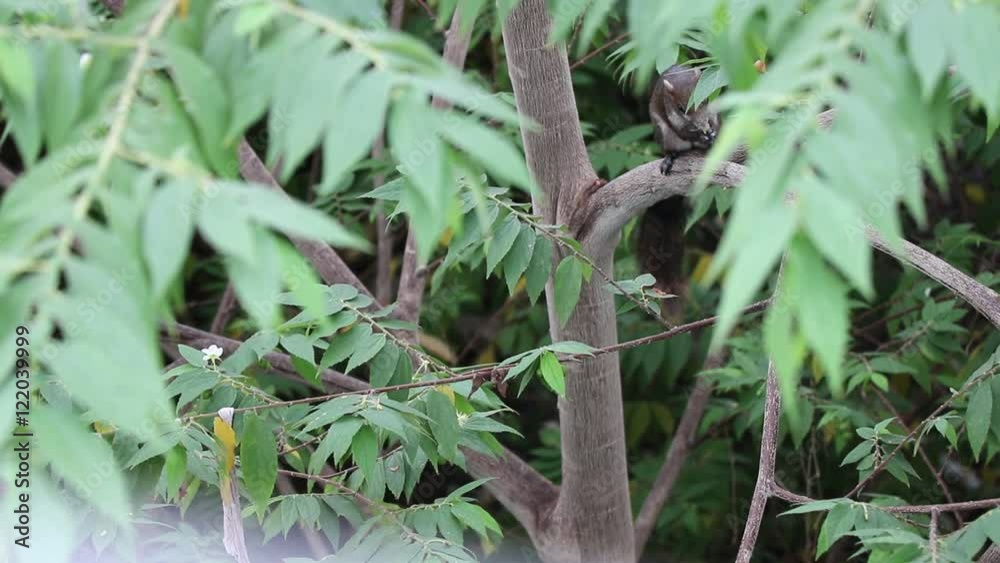 Squirrels eating and finding fruits on the tree, Animals in wildlife Squirrels eating and finding fruits on the tree, Animals in wildlife