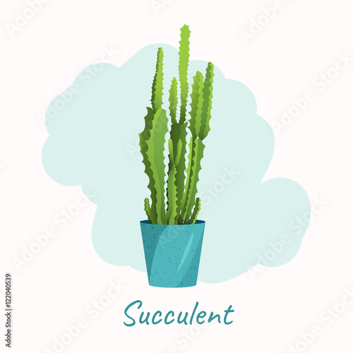 Succulent in a flower pot on white background. Home interior floral design elements. Green house plants, flowers and nature concept. Tropical exotic botany collection.