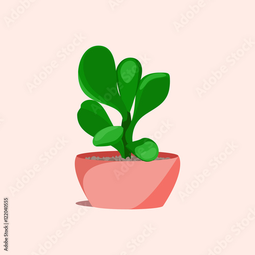 Jade money succulent plant in a flower pot on pink background. Home interior floral design elements. Green plants, flowers and nature concept. Tropical exotic botany collection. Vector illustration.
