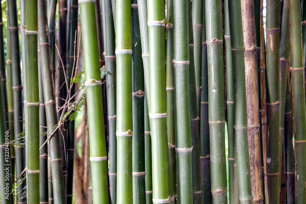 Close-up of Bamboo stems in bamboo forest Close-up of Bamboo stems in bamboo forest