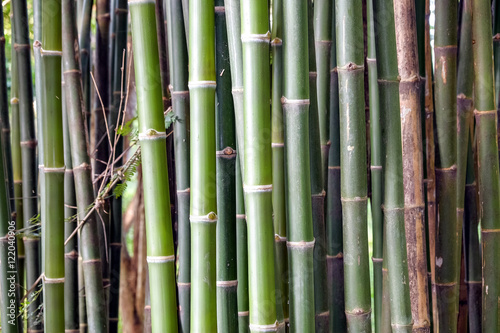 Close-up of Bamboo stems in bamboo forest