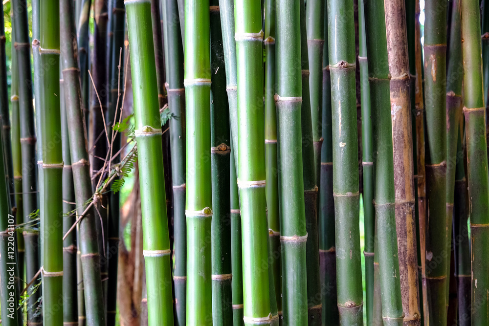 Close-up of Bamboo stems in bamboo forest Close-up of Bamboo stems in bamboo forest