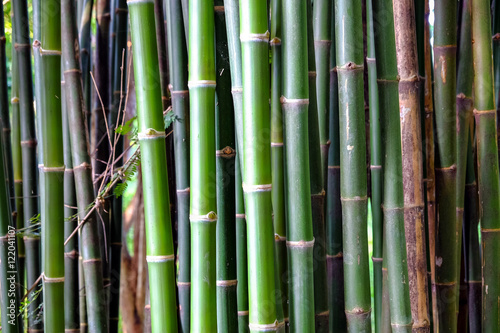 Close-up of Bamboo stems in bamboo forest