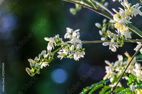 Moringa Blüten am Baum