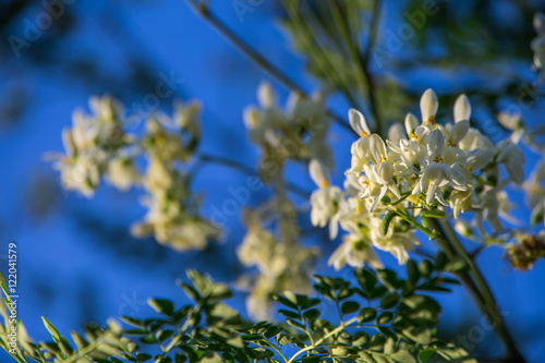 Moringa Blüten am Baum