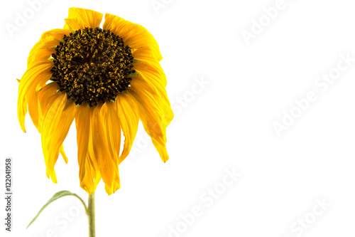 Fototapeta Sunflower yellow, wilt