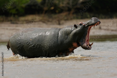 Hippo in the beautiful nature habitat, this is africa, african wildlife, endangered species, green lake