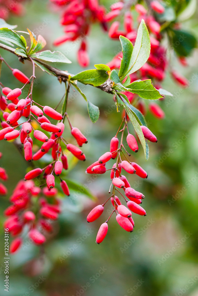 ripe fruits of red Berberis (barberry) on twig ripe fruits of red Berberis (barberry) on twig