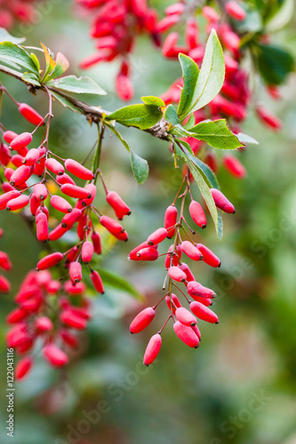 Fotografía ripe fruits of red Berberis (barberry) on twig