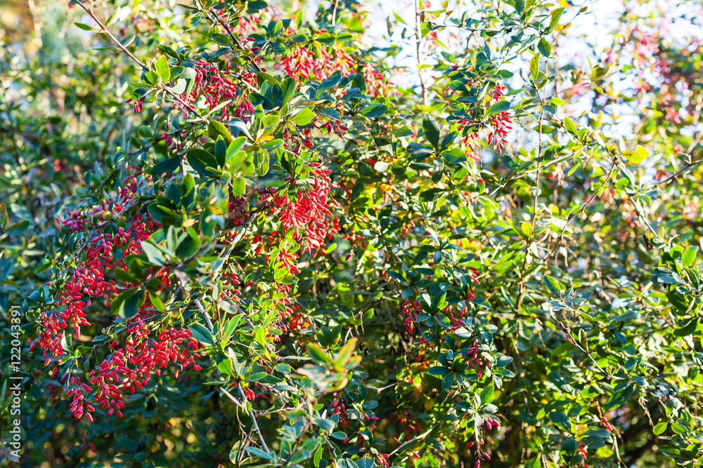 ripe fruits of red Berberis (barberry) on tree ripe fruits of red Berberis (barberry) on tree