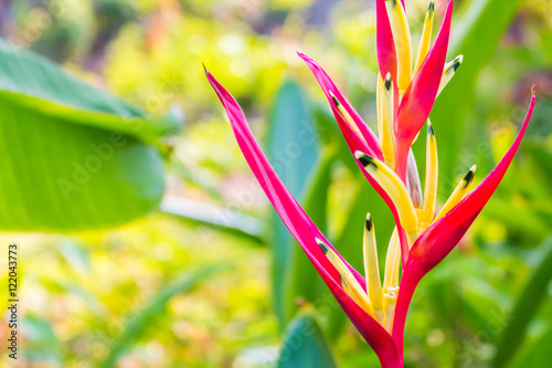 bird of paradise flower