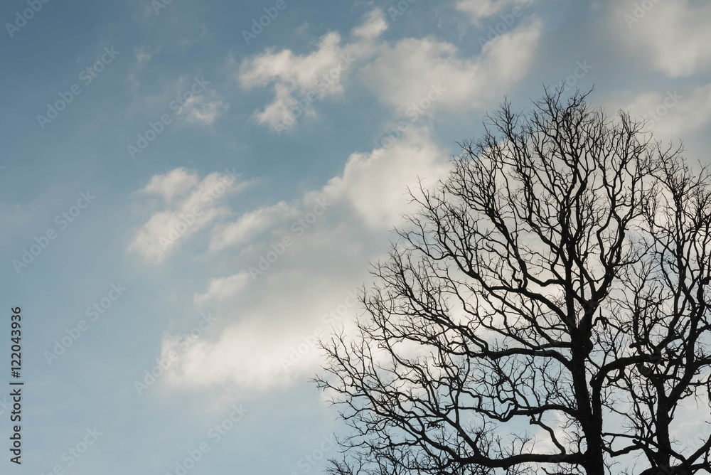 Dead tree with branches and no leaves and sky Dead tree with branches and no leaves and sky