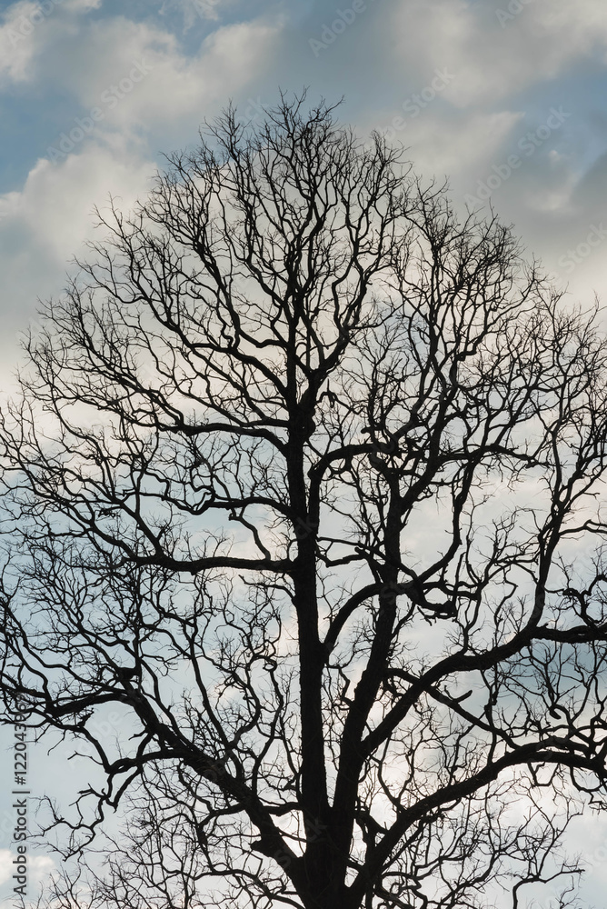 Dead tree with branches and no leaves and sky Dead tree with branches and no leaves and sky
