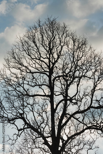 Dead tree with branches and no leaves and sky © stcom