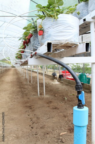 Strawberry farm in the greenhouse at Samoeng, Chiangmai, Thailand.