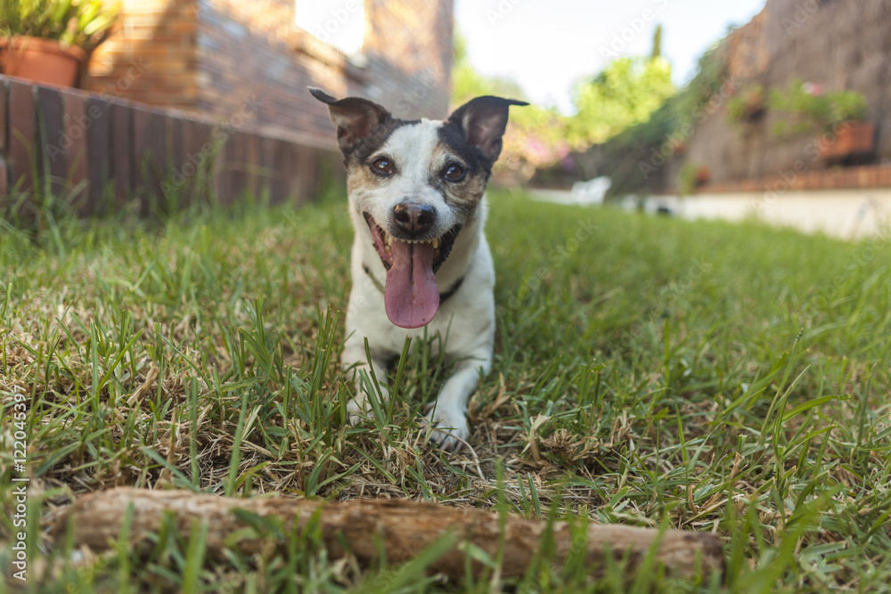 Happy Jack Russell terrier playing with a stick in the backyard