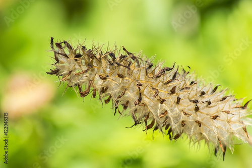 Fuzzy, spiky plant close up