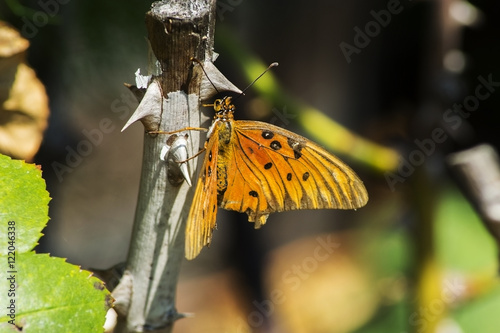 Butterfly on thorny branch