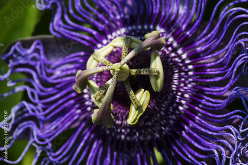 Flower with long petals