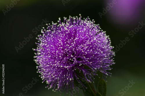 Purple long stem plant.