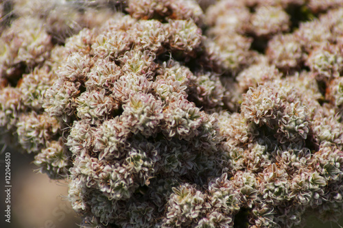 Small flowers in garden
