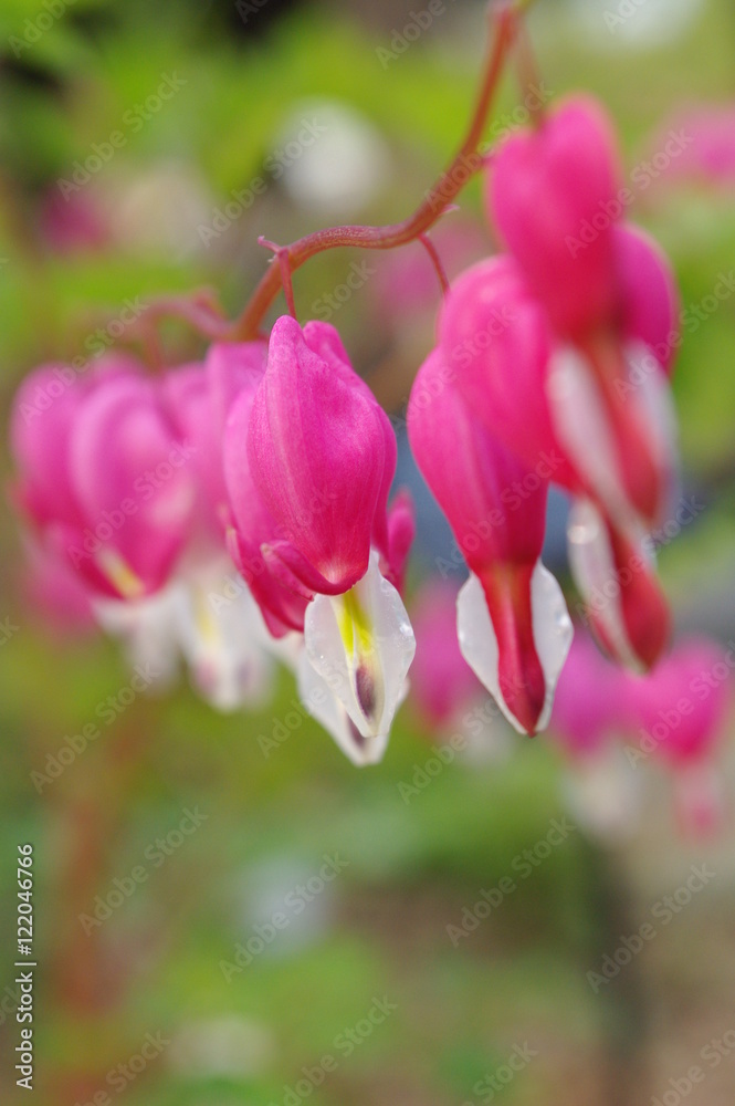フクシア Fuchsia フクシア Fuchsia