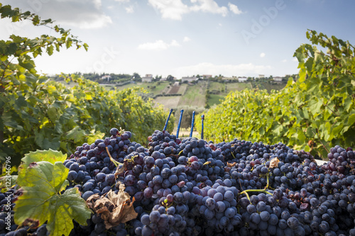 Grape harvest between a vineyard. Blue sky background with clouds photo