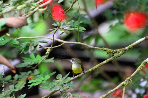 Little Spiderhunter (Arachnothera longirostra) in Borneo, Malaysia photo