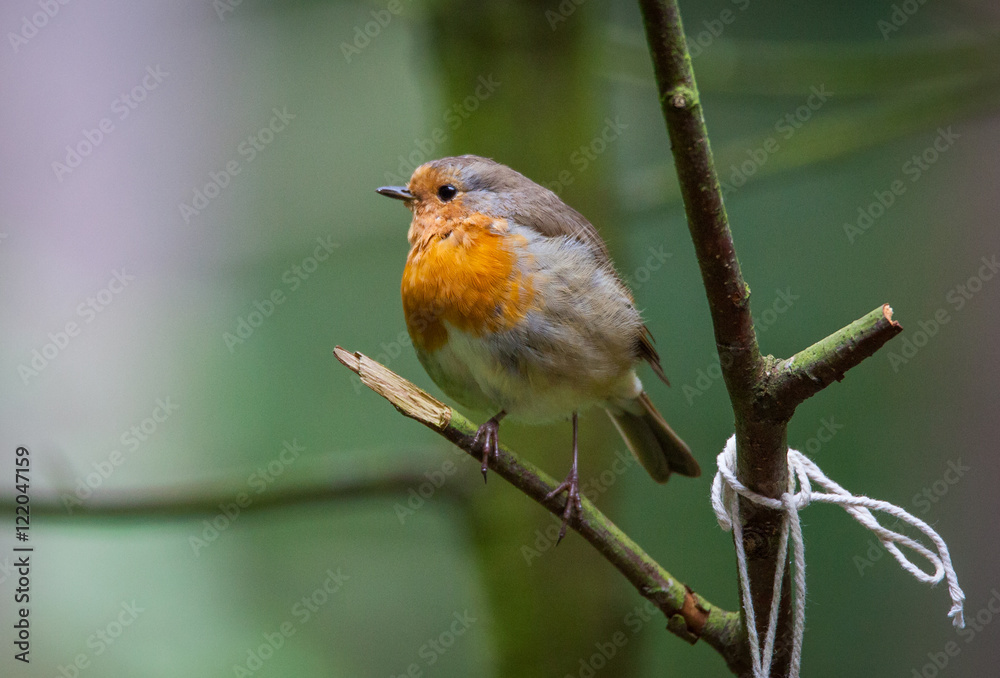 Robin in a tree