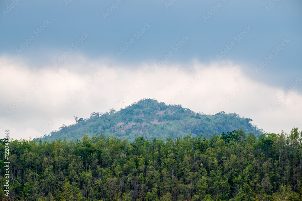 Naklejka premium Mountain on forest cloudy weather